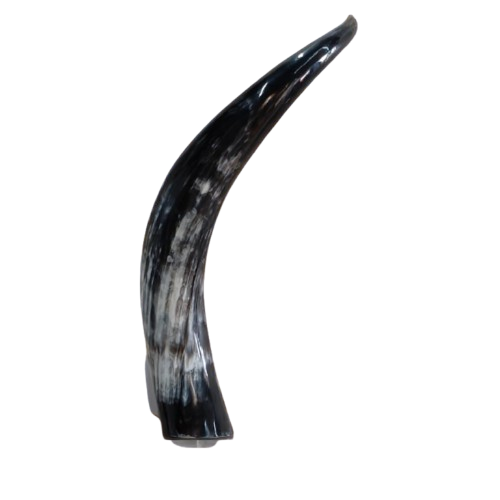 16-inch Natural Buffalo Horn Home Decor Showpiece - Unique Handcrafted Item